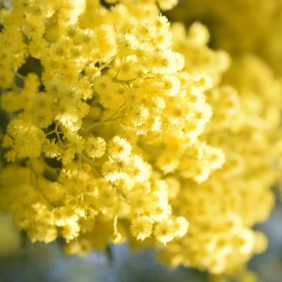 Le Mimose B&B Βίντσι 0*,