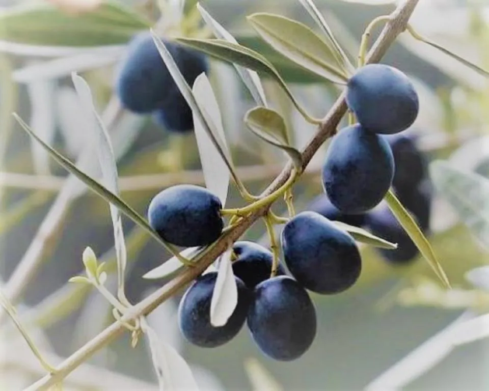Le Mimose B&B Βίντσι Εξοχικό σπίτι